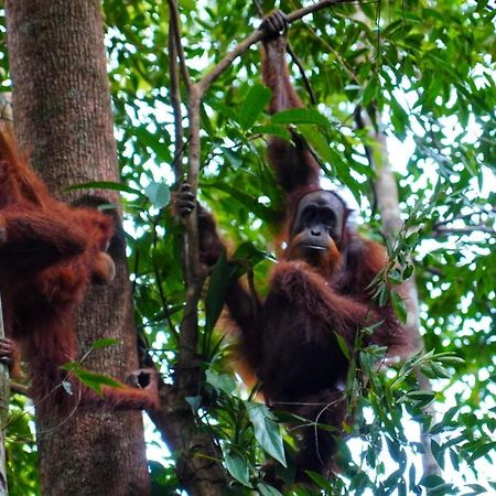 Sumatra Orangutan Discovery Villa 부킷 라왕 외부 사진