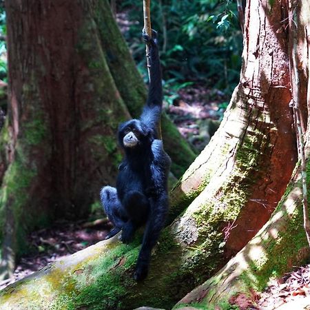 Sumatra Orangutan Discovery Villa 부킷 라왕 외부 사진