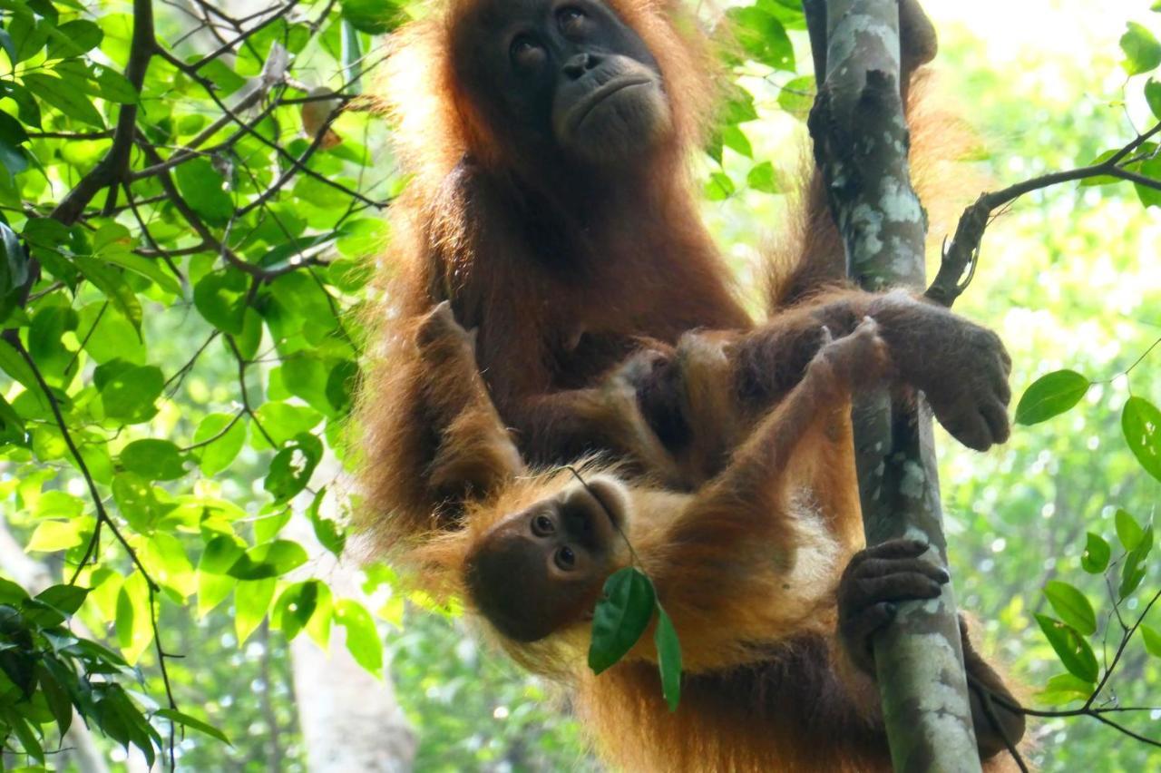 Sumatra Orangutan Discovery Villa 부킷 라왕 외부 사진