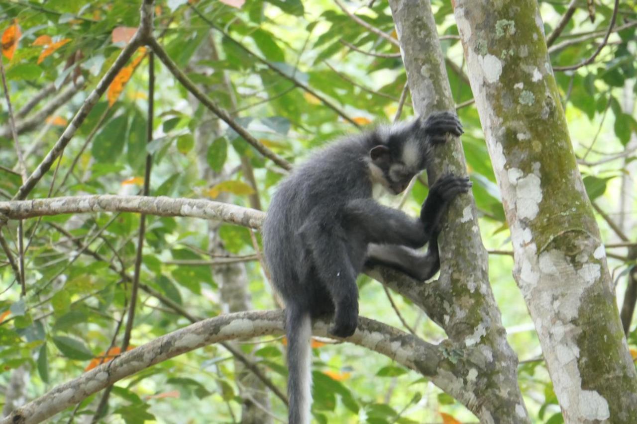 Sumatra Orangutan Discovery Villa 부킷 라왕 외부 사진