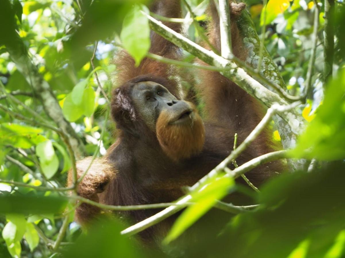 Sumatra Orangutan Discovery Villa 부킷 라왕 외부 사진