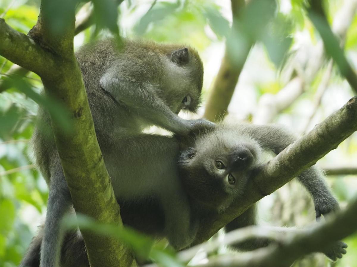 Sumatra Orangutan Discovery Villa 부킷 라왕 외부 사진