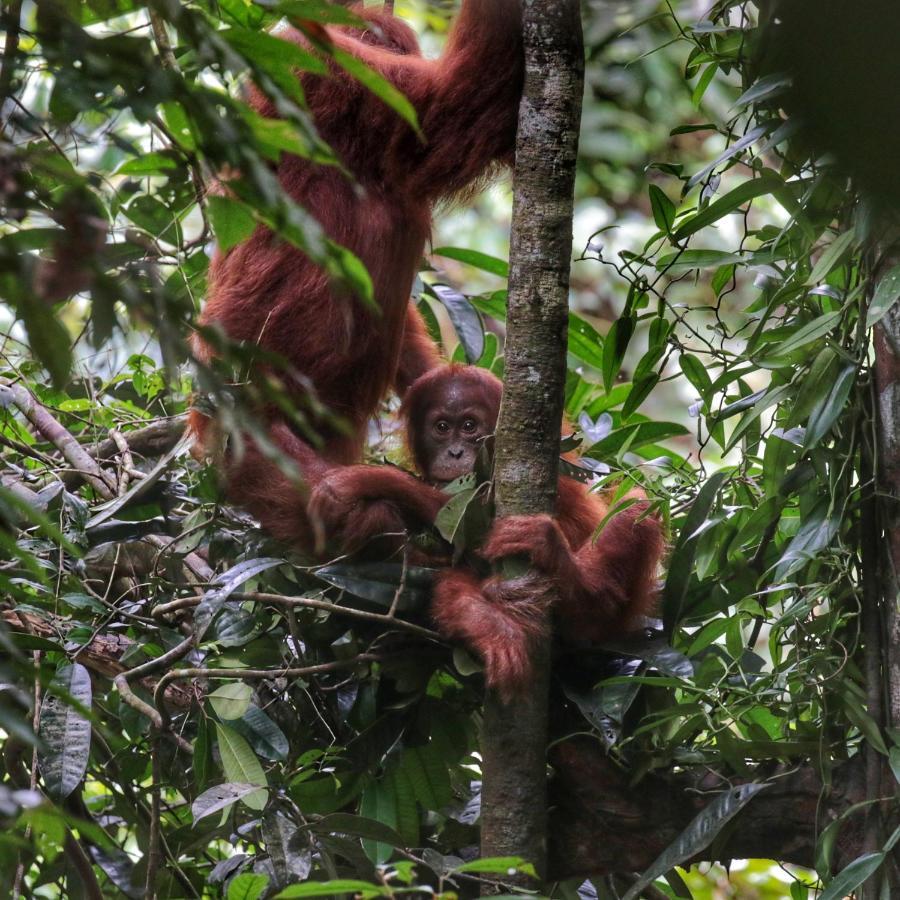 Sumatra Orangutan Discovery Villa 부킷 라왕 외부 사진