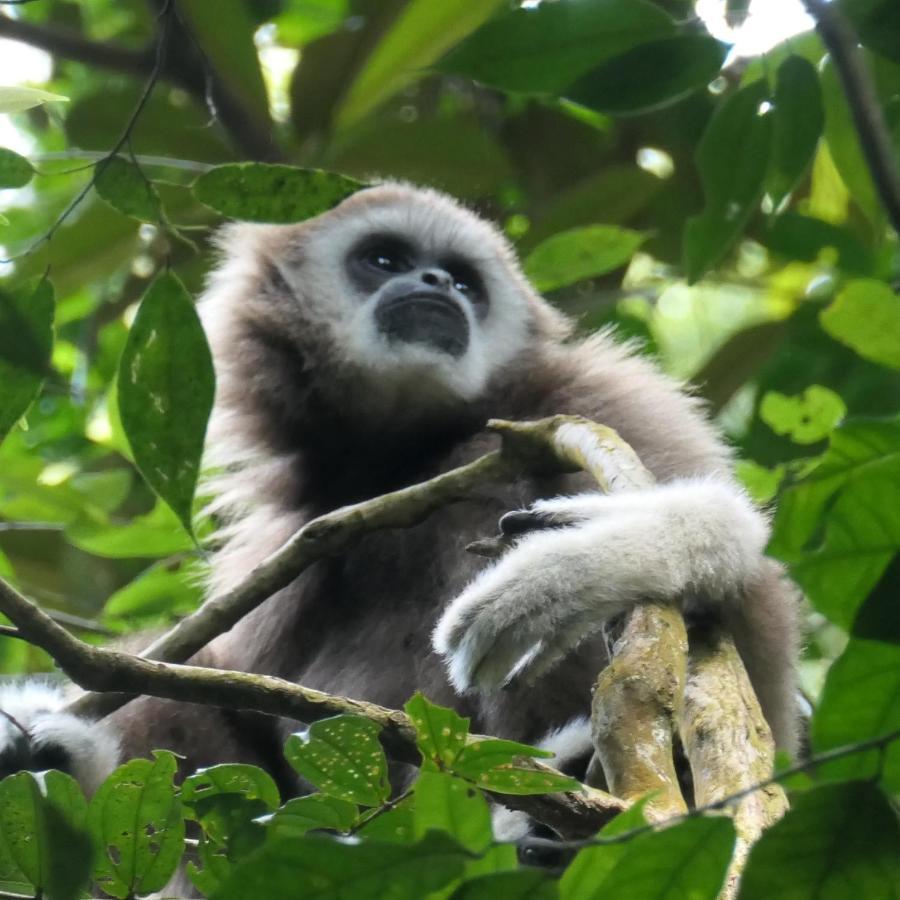 Sumatra Orangutan Discovery Villa 부킷 라왕 외부 사진