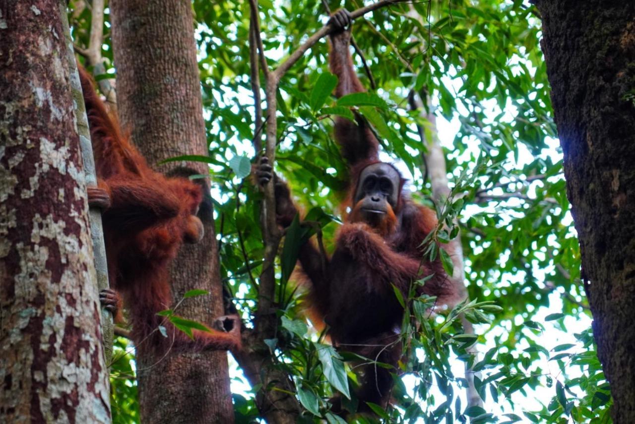 Sumatra Orangutan Discovery Villa 부킷 라왕 외부 사진