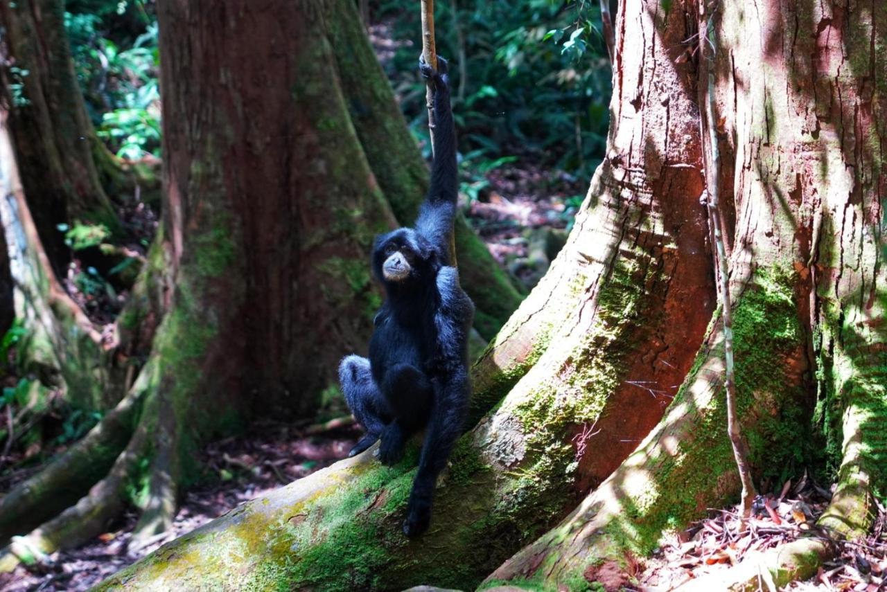 Sumatra Orangutan Discovery Villa 부킷 라왕 외부 사진